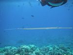 Snorkeling at Molokini
